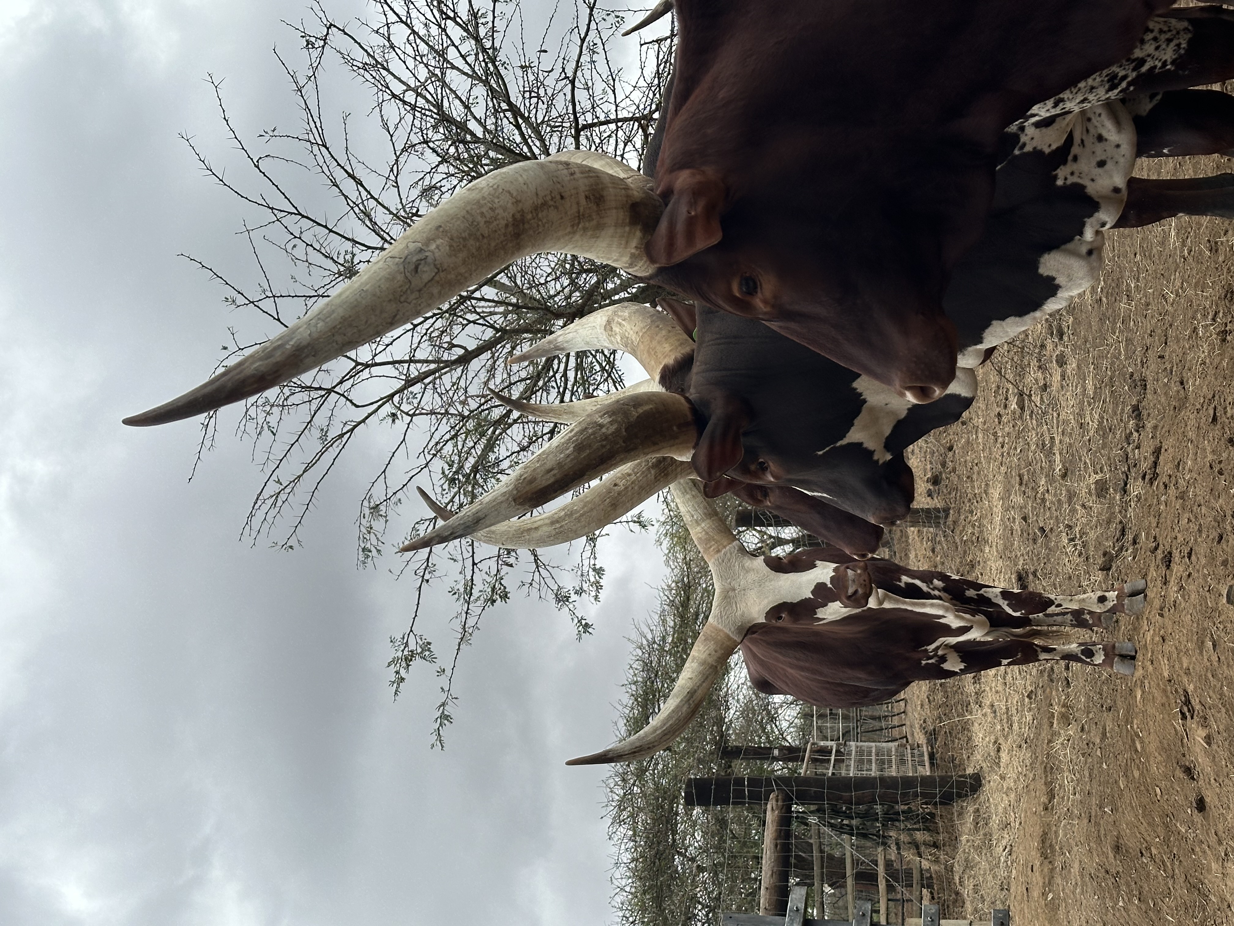 Ankole cattle at Tugam - photo 1