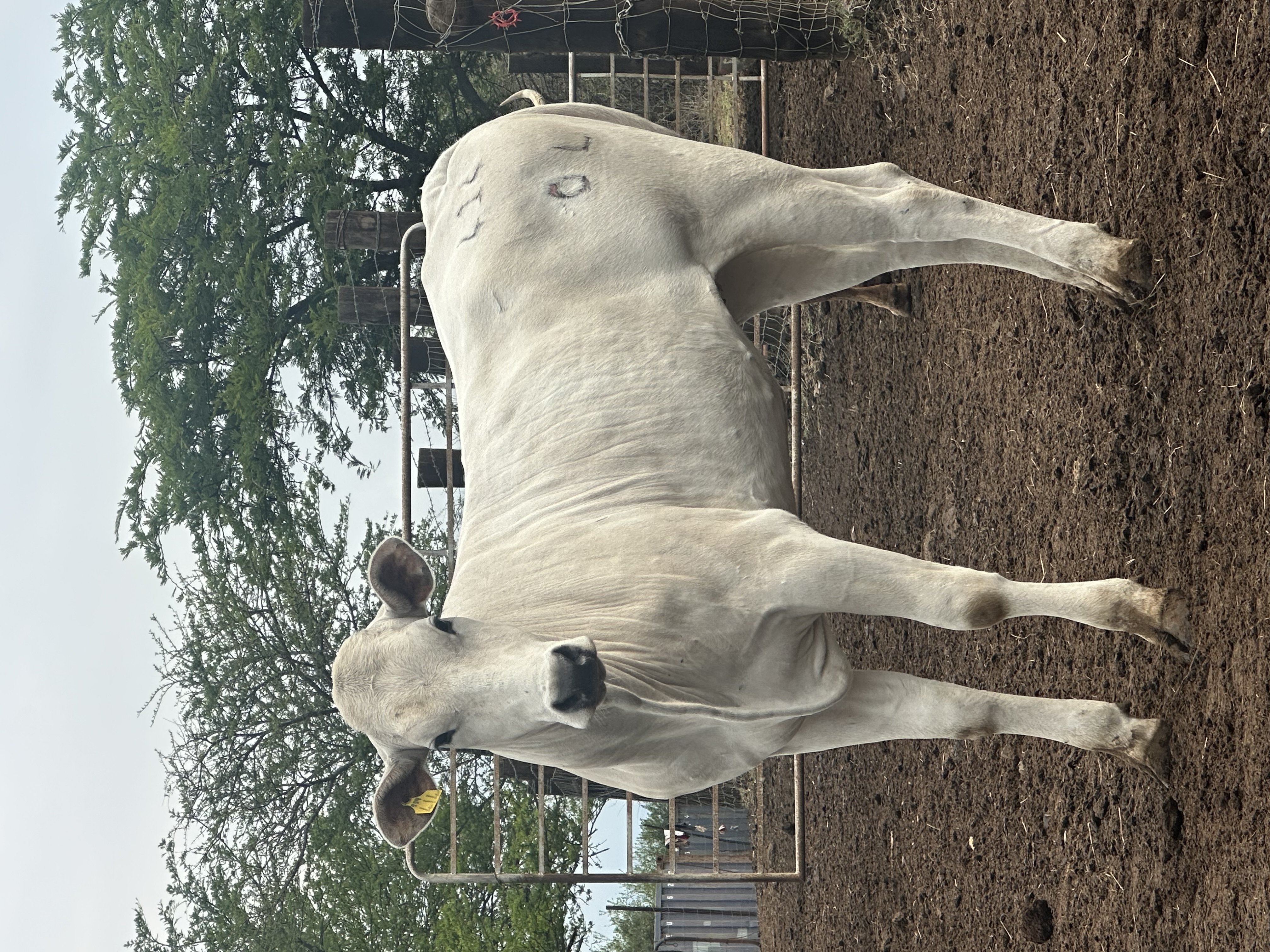Ankole cattle at Tugam - photo 2