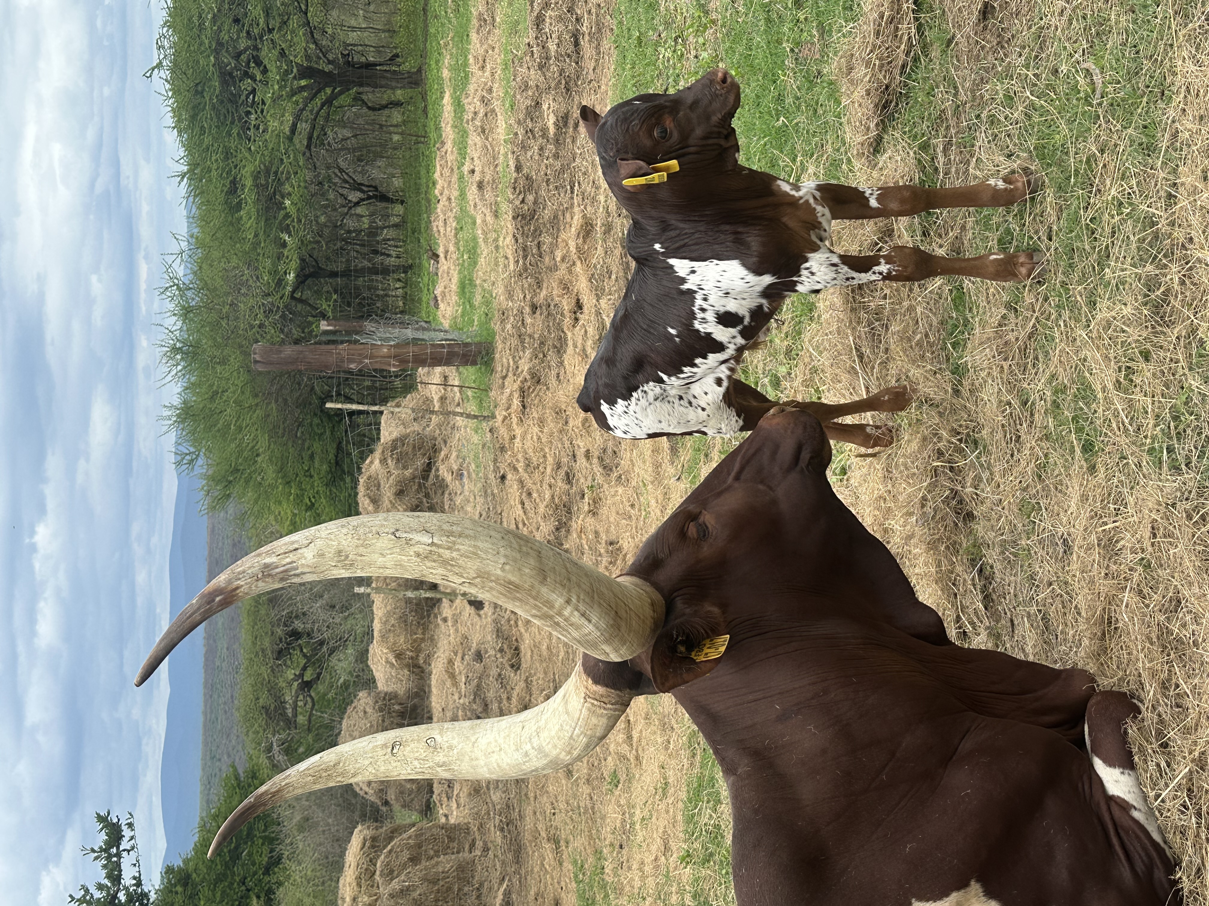 Ankole cattle at Tugam - photo 3