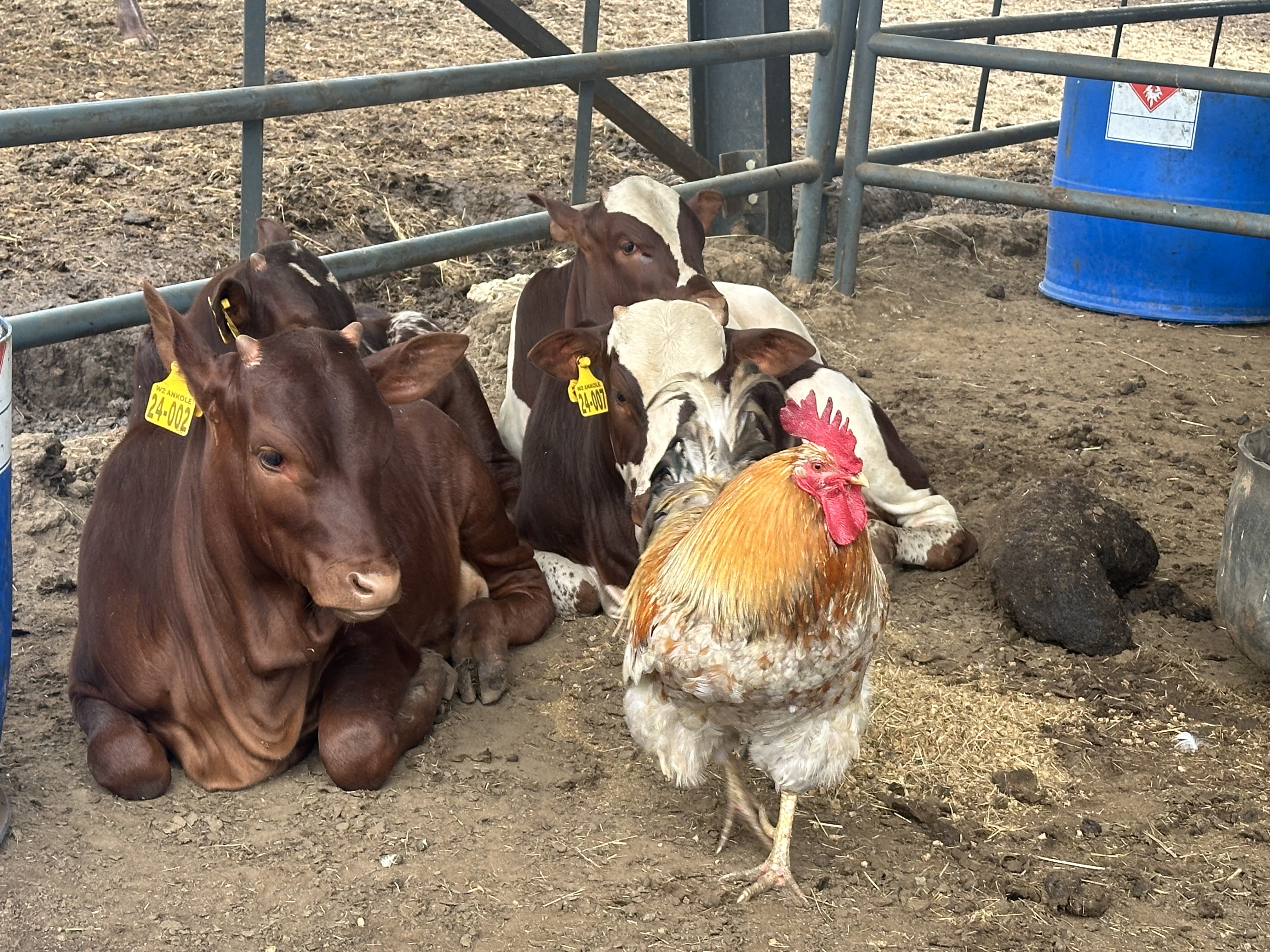 Ankole cattle at Tugam - photo 4