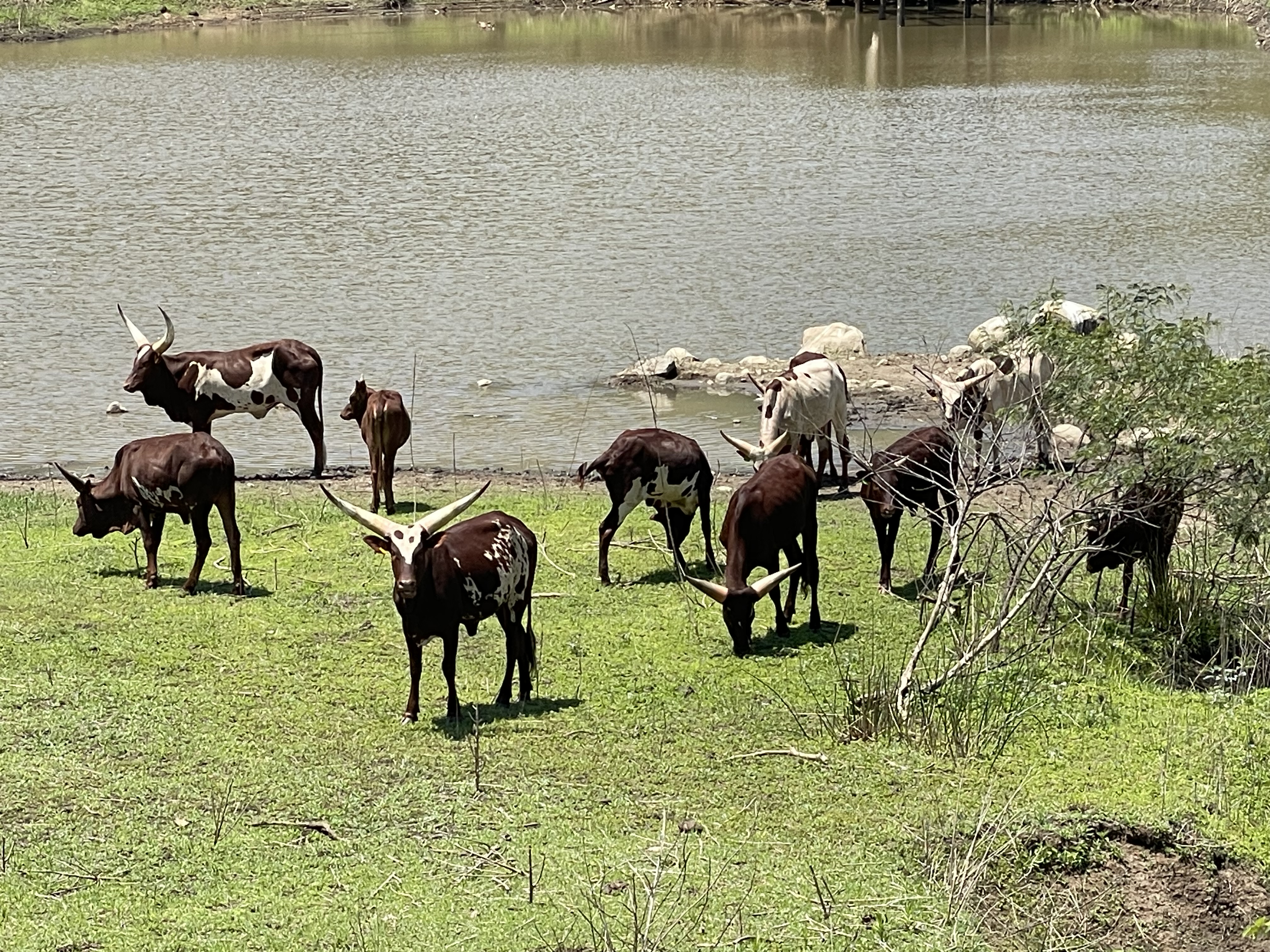 Ankole cattle at Tugam - photo 5