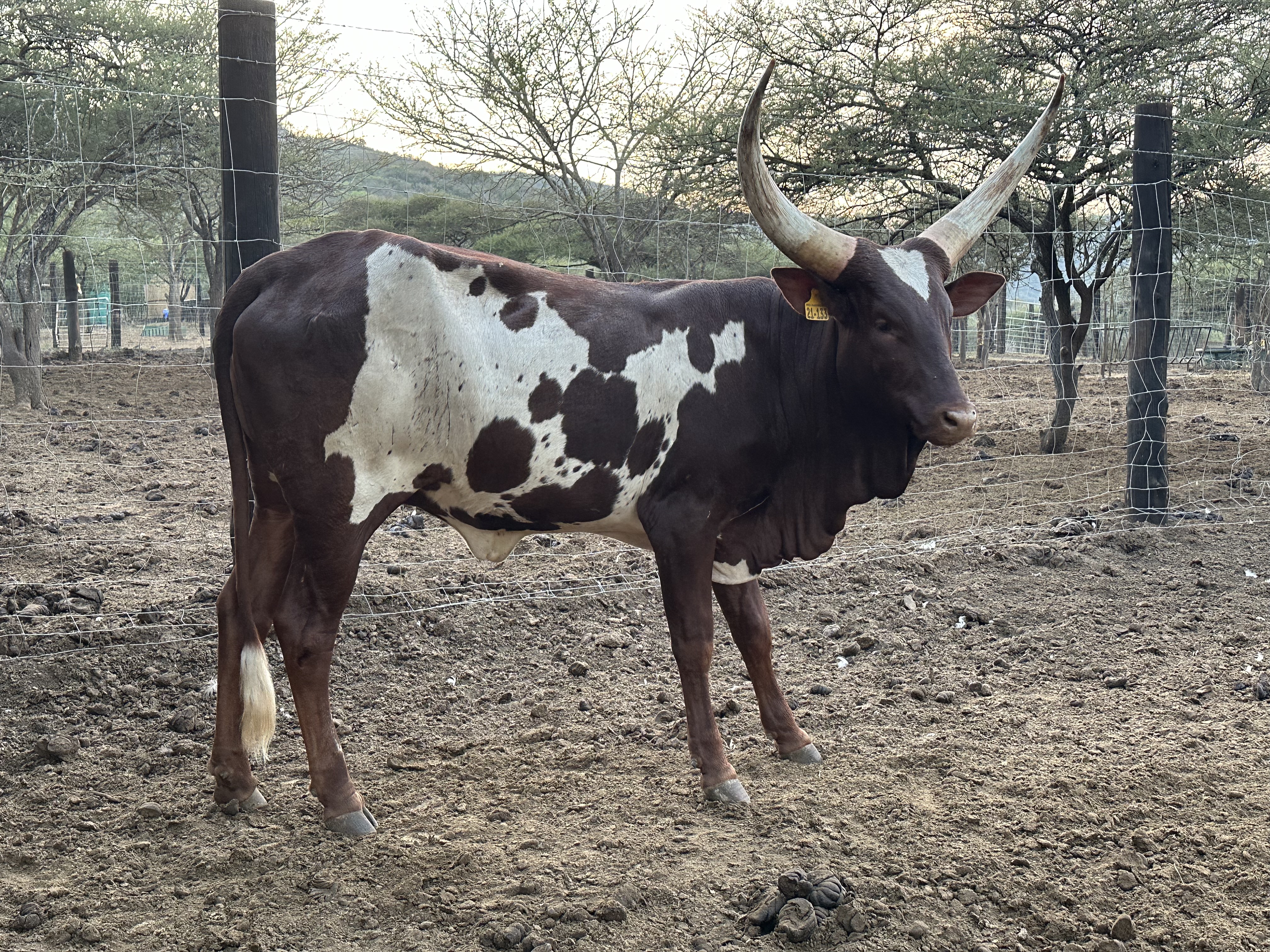 Ankole cattle at Tugam - photo 6