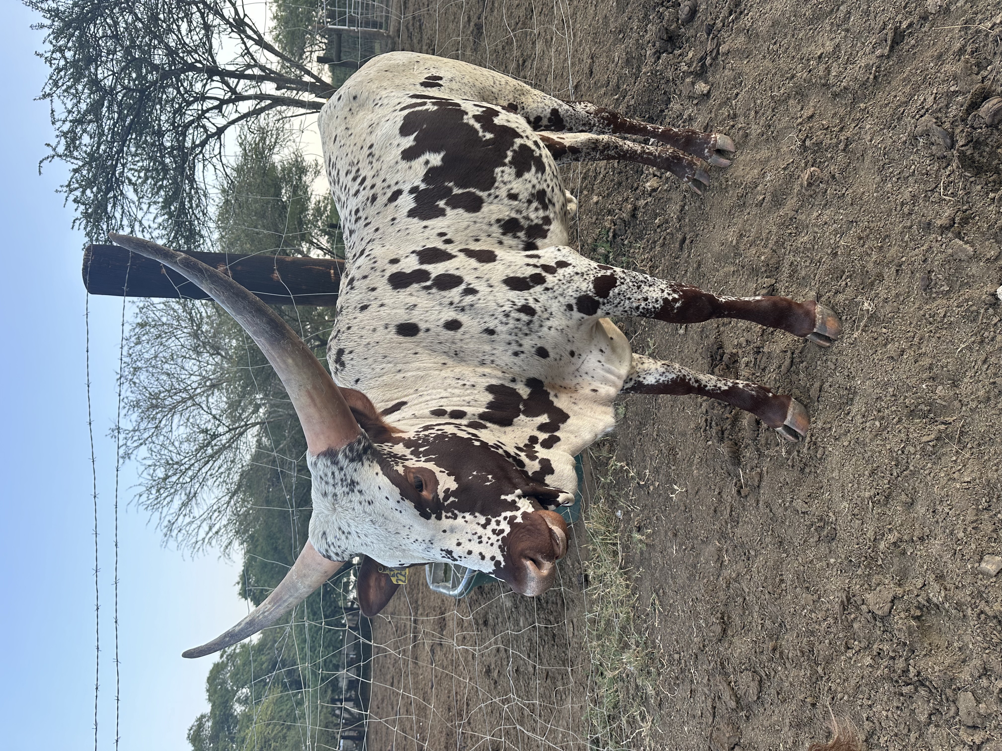 Ankole cattle at Tugam - photo 7