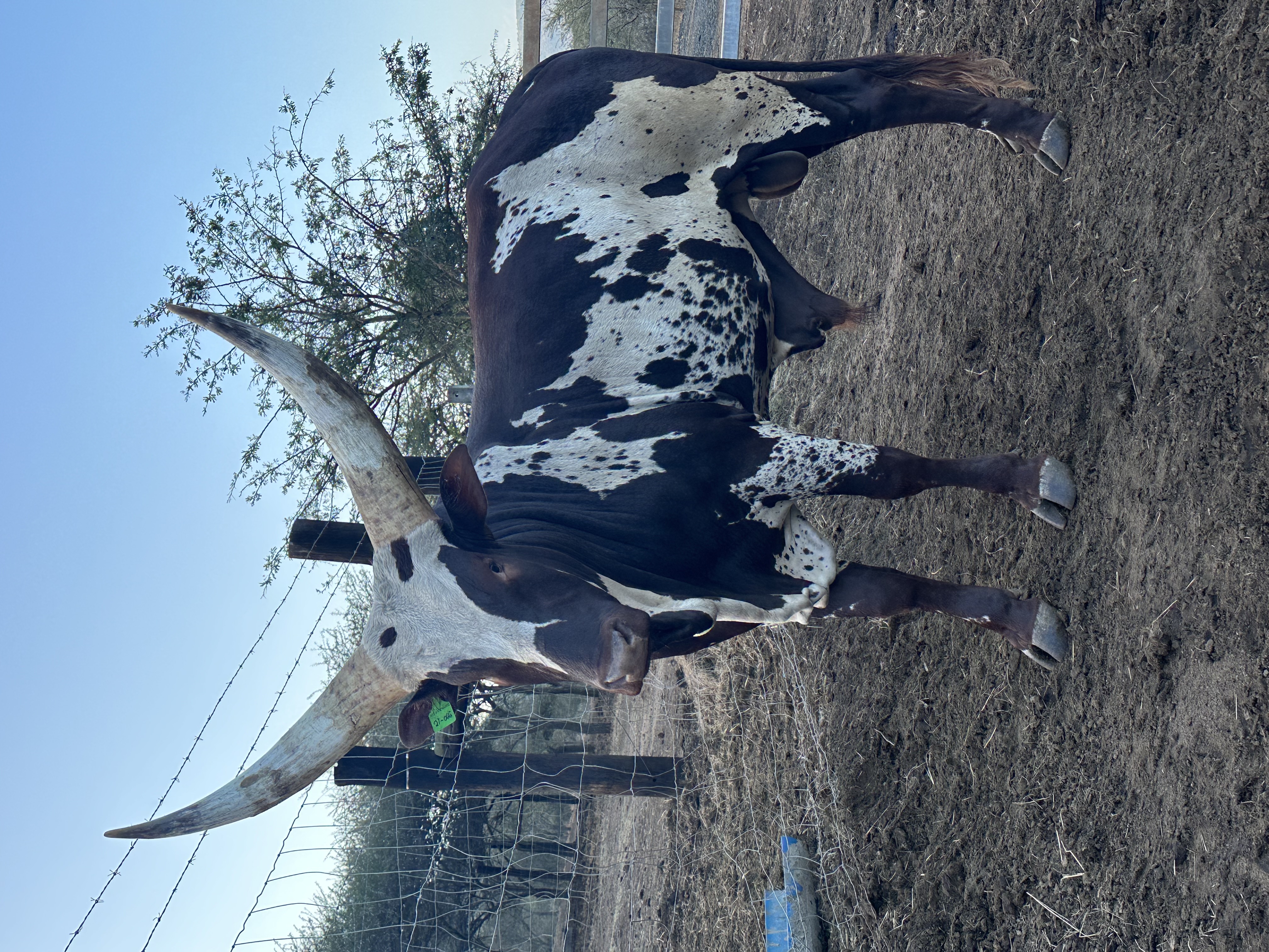Ankole cattle at Tugam - photo 8