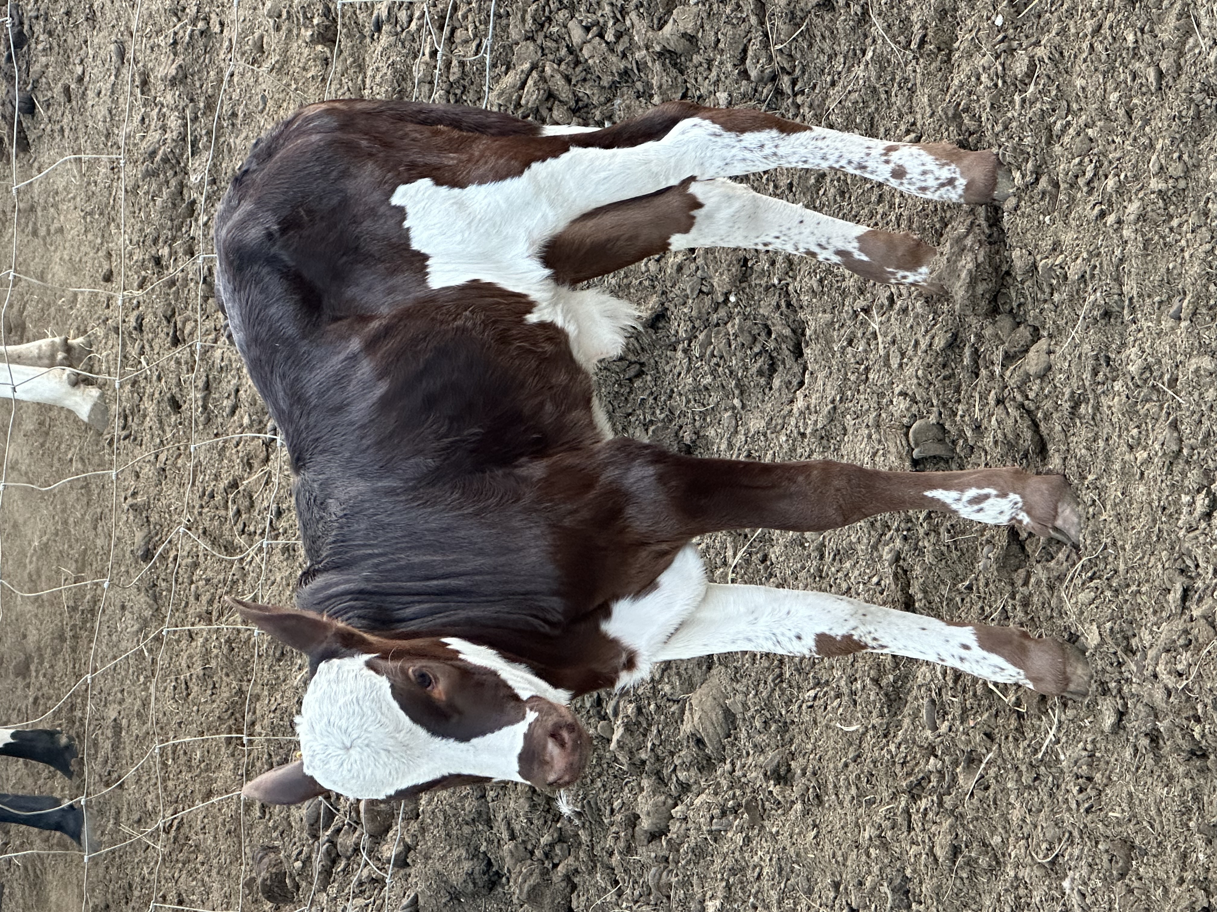 Ankole cattle at Tugam - photo 9